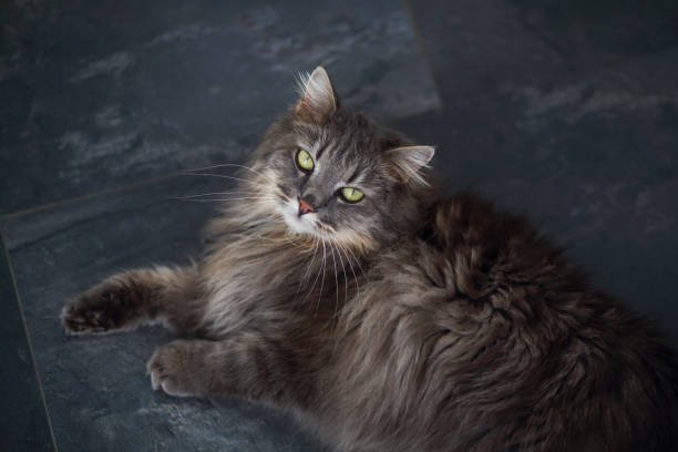Persian cat is relaxing on the floor in the house and looking up into the camera.