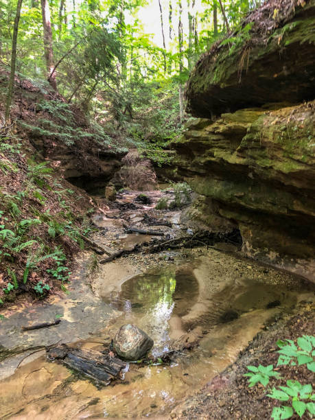 istock Scenic view in forest at state park in Indiana 1161063817