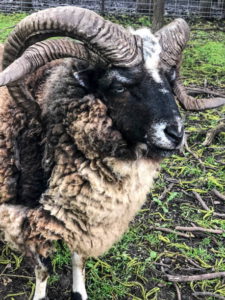 istock Sheep with large horns and black face 1161064013