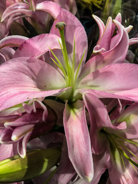 istock Two-toned purple flowers 1161064128