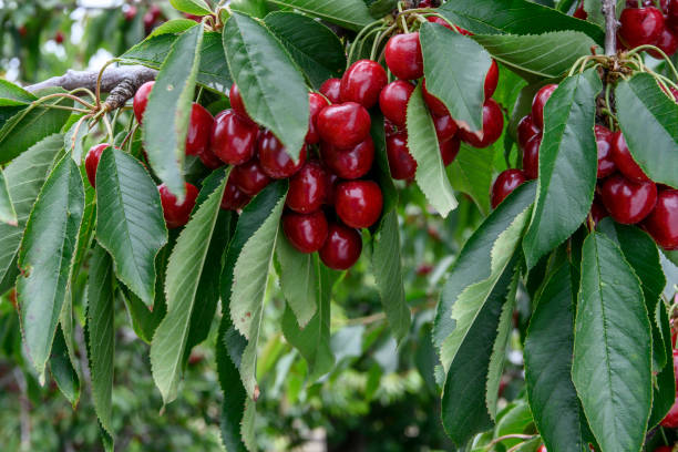istock Close-up of Ripe Bing Cherries On Fruit Tree 1161065460