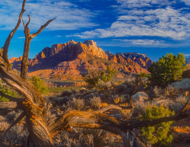 istock MOUNT KINESAVA ZION NATIONAL PARK UTAH 1161067461