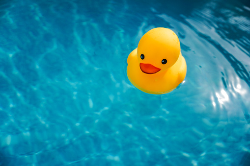 A yellow toy rubber duck floating in blue swimming pool water