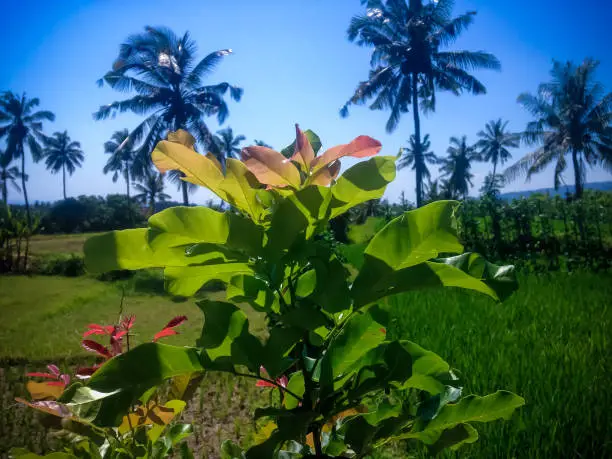 Fresh Leaves Of Wild Plants Grows In The Farm Field In The Sunny Day At The Village, Ringdikit, North Bali, Indonesia