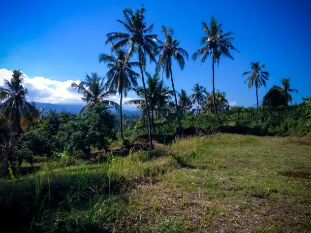 Natural Rural Scenery Farm Fields With Coconut Trees In The Clear Blue Sky At The Village, Ringdikit, North Bali, Indonesia