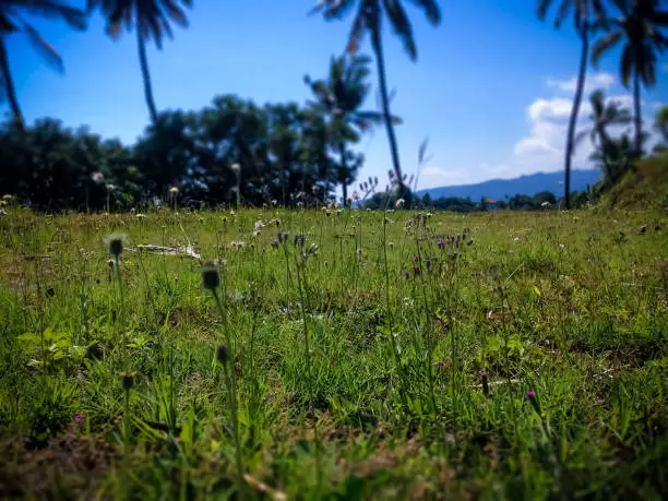 Natural Tropical Wild Grass Flowers In The Farmlands In The Clear Blue Sky At The Village, North Bali, Indonesia