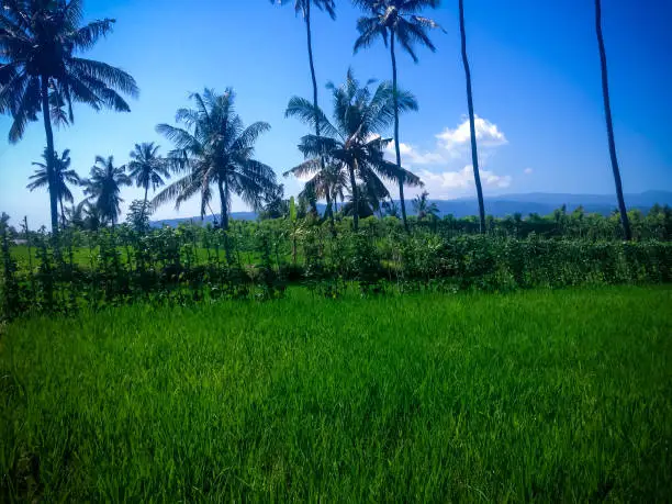 Beautiful Fresh Green Scenery Of The Rice Fields In The Blue Sky On A Sunny Day At Ringdikit Village, North Bali, Indonesia