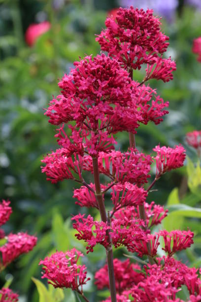 istock Bourdon House Gardens 1161070279