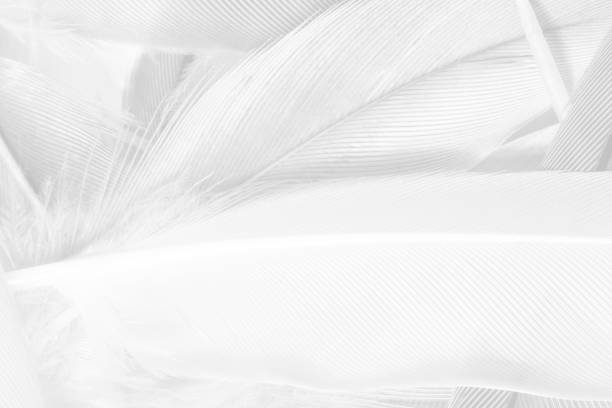 istock Beautiful white gray colors tone feather texture background 1161070371