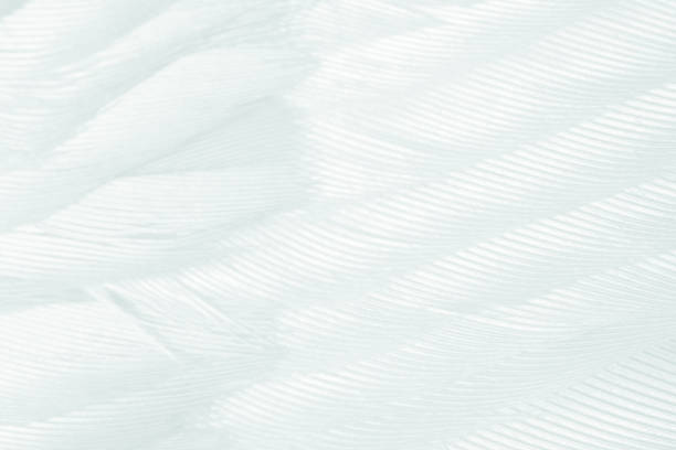istock Beautiful white gray colors tone feather texture background 1161070387