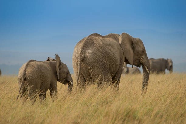 istock African elephant walking in savanna 1161071910