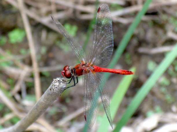 istock Beautiful red dragonfly on wood 1161072092