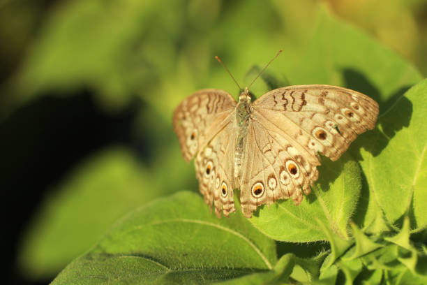 A selective focus shot of a Junonia iphita butterfly perched on a green leaf amidst lush garden
