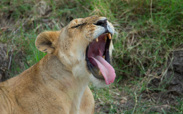 istock Lioness displaing dangerous teeth 1161073650