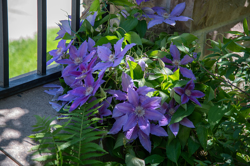 Flowering Pink Clematis Clematis hybrida on a pink background. Beautiful purple flowering Clematis. A large clematis flower with yellow finger-like stamens