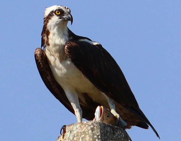istock Osprey with Speckled Sea Trout Prey 1161080551