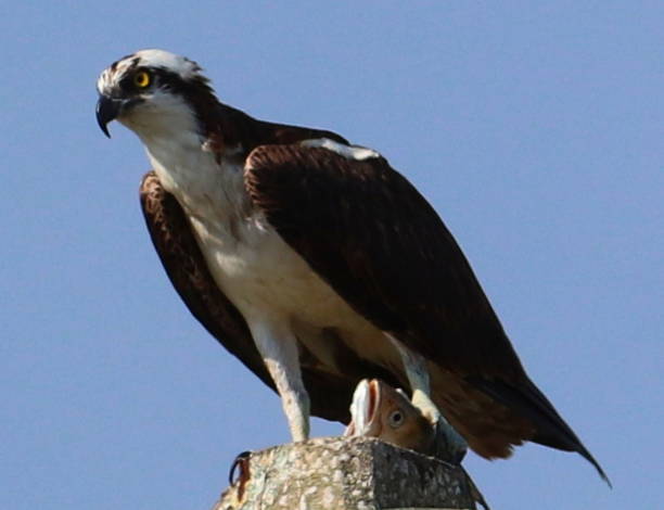 istock Osprey with Speckled Sea Trout 1161081065