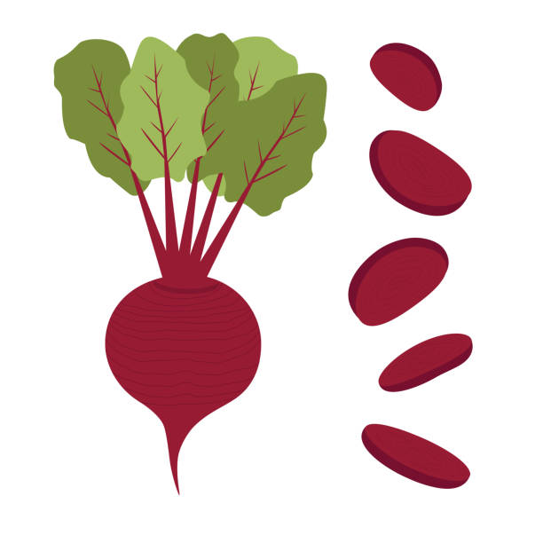 illustrazioni stock, clip art, cartoni animati e icone di tendenza di radice di barbabietola isolata - beet common beet isolated sugar beet