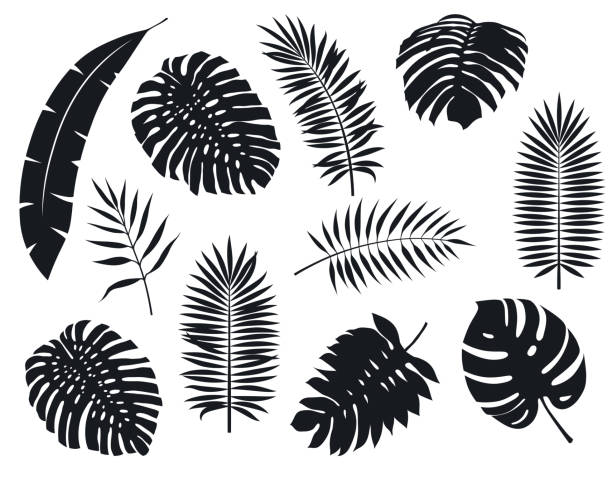 ilustrações de stock, clip art, desenhos animados e ícones de leaves of tropical plants. set of vector illustrations on white - frond