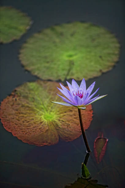 plantes - single flower flower water lily water plant photos et images de collection