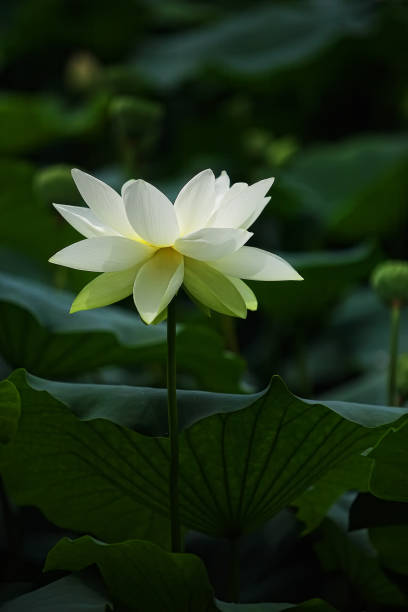 plantes - single flower flower water lily water plant photos et images de collection