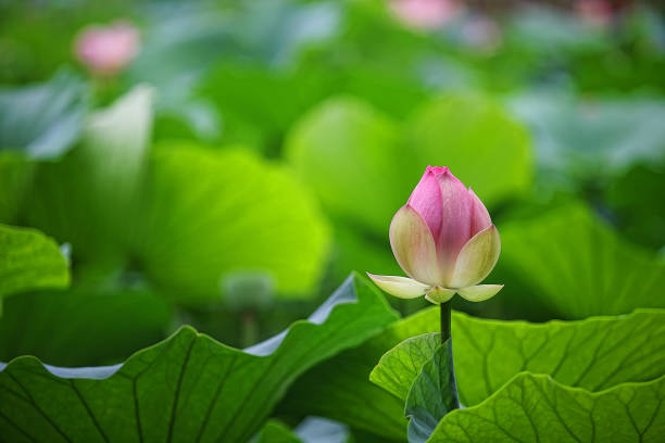 piante - lotus single flower water lily water foto e immagini stock