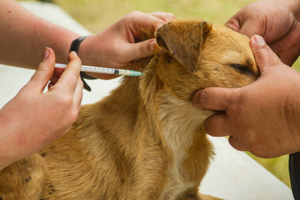 istock Brown dog treated at vet 1161086132