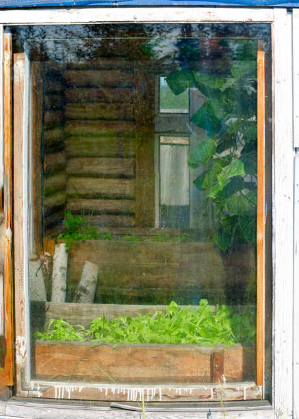 the window of a wooden greenhouse in the north of yakutia with growing green leaves of lettuce in a pot. - blooming old painterly effect rural scene imagens e fotografias de stock
