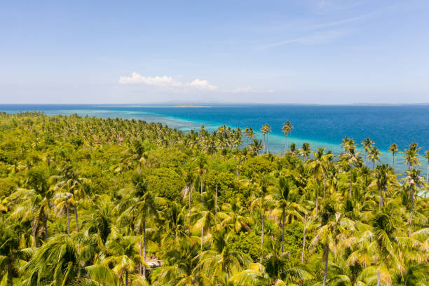 istock Tropical island with coconut trees, top view 1161089653