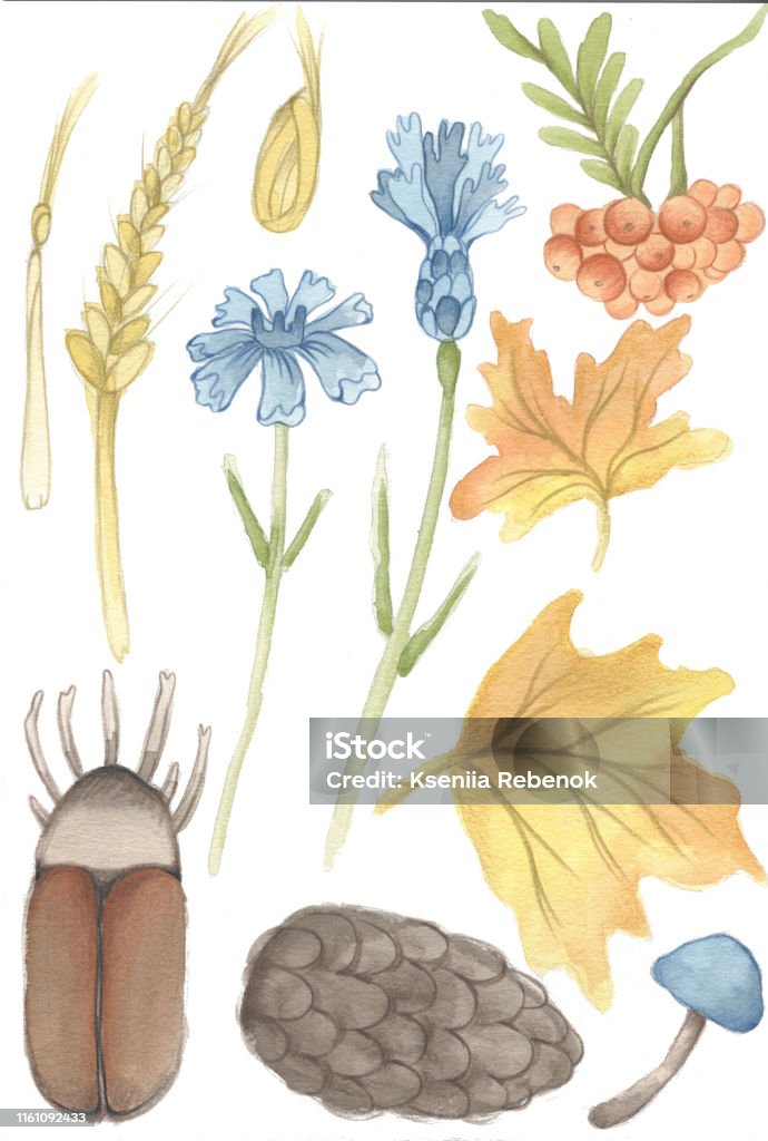 Forest Flora And Fauna Watercolor Illustration Set Animals And Plants Stock  Illustration - Download Image Now - iStock