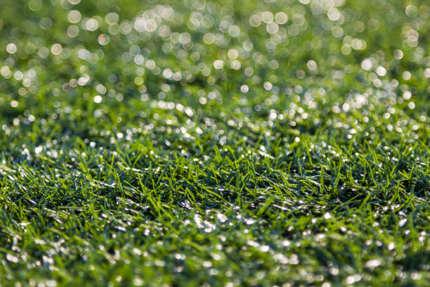 istock Close-up of  green grass with bokeh 1161094475