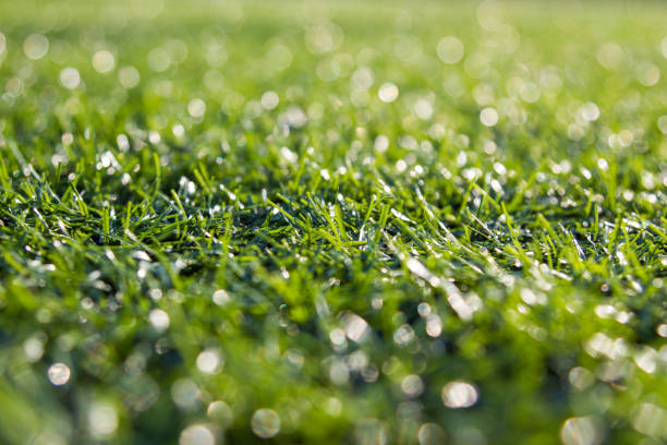 istock Close-up of  green grass with bokeh 1161094515