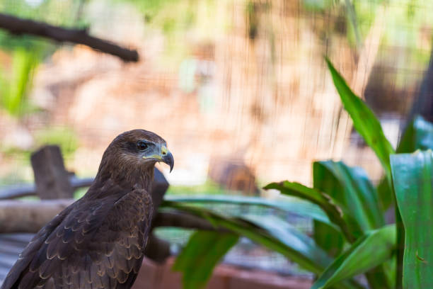 sokół z bliska w parku z zielonym - kestrel hawk beak falcon zdjęcia i obrazy z banku zdjęć