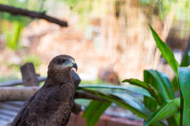 sokół z bliska w parku z zielonym - kestrel hawk beak falcon zdjęcia i obrazy z banku zdjęć