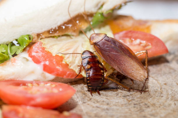 Dead cockroach, The problem in the house because of cockroaches living in the kitchen. Dead cockroach, The problem in the house because of cockroaches living in the kitchen. Cockroach eating whole wheat bread on  wood cutting board background. Cockroaches are carriers of the disease. cockroach food stock pictures, royalty-free photos & images