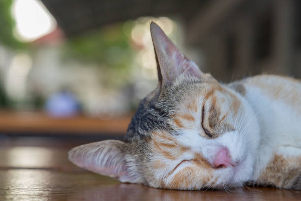 istock sleepy kitten cat lying on the table with green bokeh 1161098970