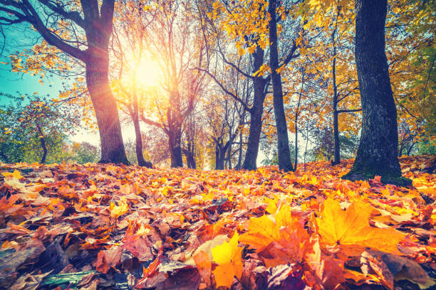 istock Bright foliage in autumn park 1161101030