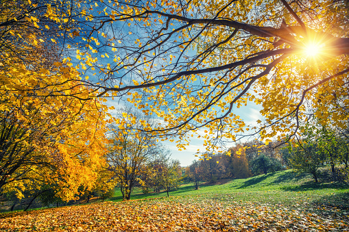 Sunny autumn landscape with golden trees and blue sky in countryside