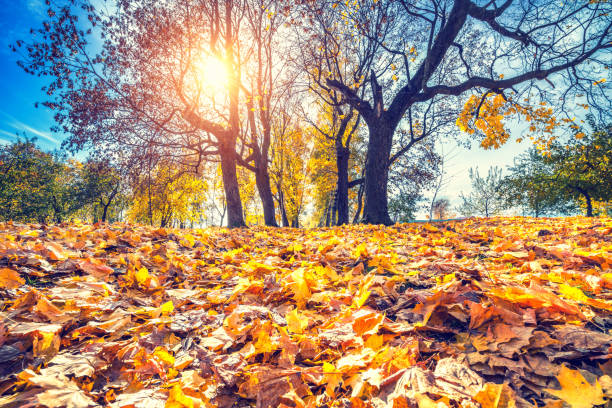 istock Bright foliage in autumn park 1161101553