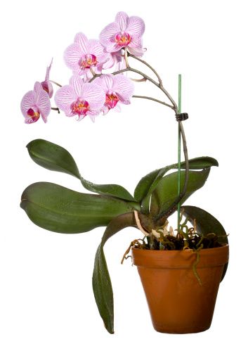 Phalaenopsis in a clay pot on white background.