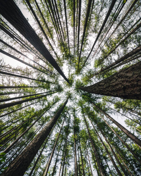 istock Natural Vanishing Point of Forest Tree Canopy 1161111682