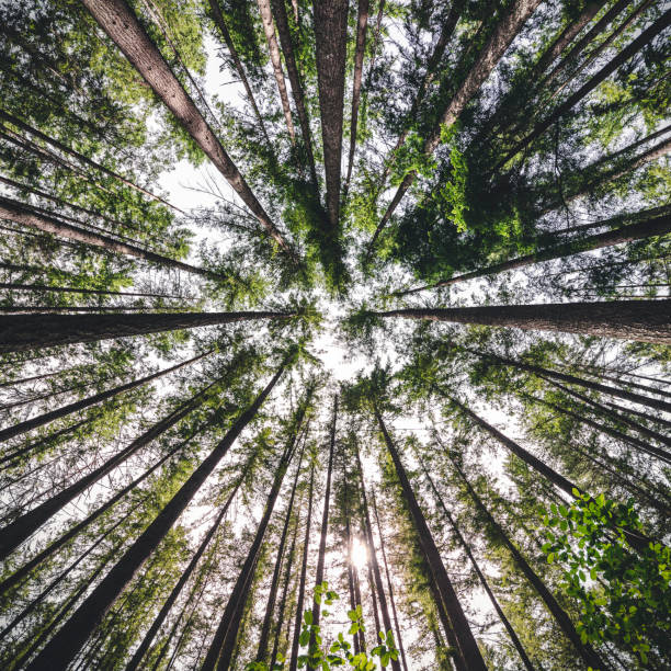 istock Environment Background of Forest Tree Canopy Vanishing Point 1161111683
