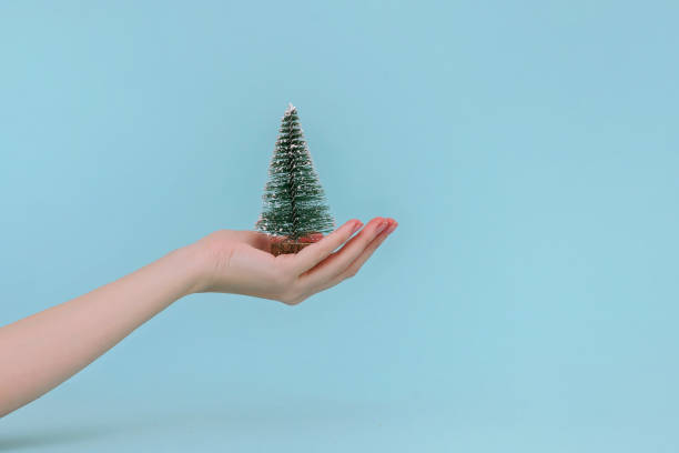 istock Small Christmas tree in women's hands on blue background. New year concept. 1161114908
