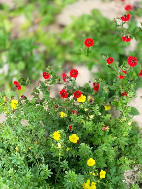 Potentilla fruticosa Gibson'sscarlet and Kobold blooming in the border.