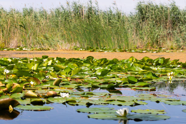 istock Biosphere of the Danube Delta 1161115734