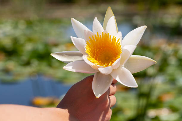 istock Holding water lily at the Danubian Delta 1161116260