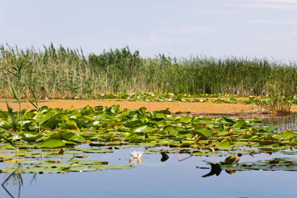 istock Biosphere of the Danube Delta 1161116291