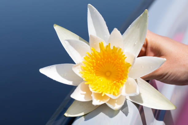 istock Holding water lily at the Danubian Delta 1161116303