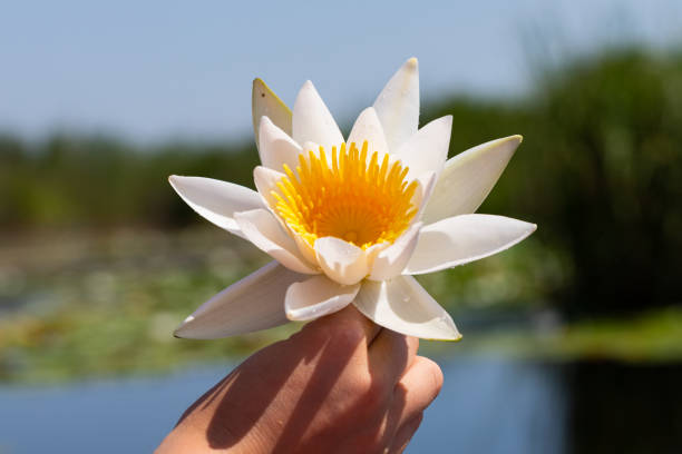 istock Holding water lily at the Danubian Delta 1161116421