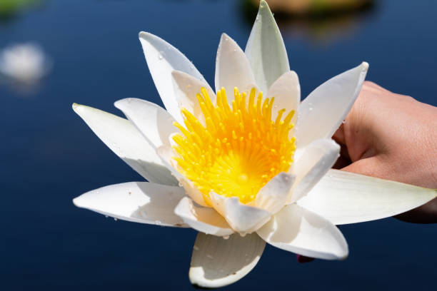 istock Holding water lily at the Danubian Delta 1161116451